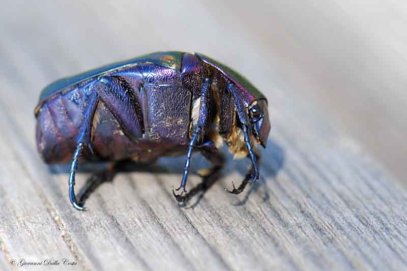 Cetonia arcobaleno